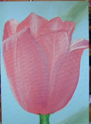 Tulip-Magenta #1